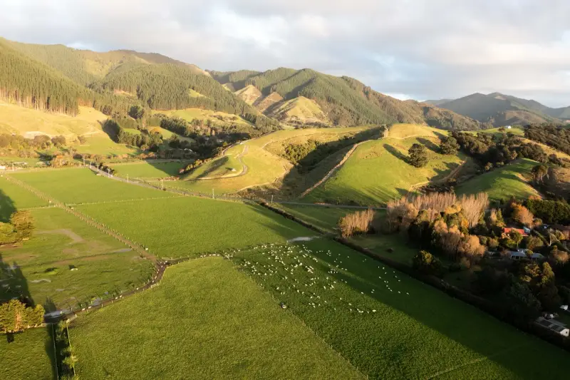 Drone view over Mangaroa Farms pasture